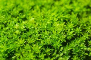 Close up of Green moss on rock photo