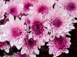 Close up Chrysanthemum flower. photo