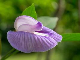Close up of Violet flower. photo