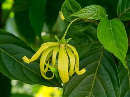 Close up of Dwarf Ylang-Ylang flower. photo