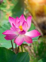 Close up pink lotus flower. photo