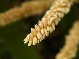 Close up of coconut flower. photo