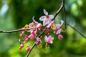 Close up of Cassia bakeriana flower. photo