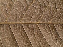 Close up texture of dry leaves. photo