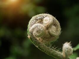 Close up fern leaves. photo