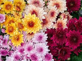 Close up Chrysanthemum flower. photo