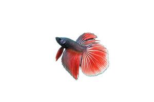 Siamese fighting fish photo