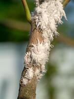 Mealy bug on branch. photo