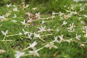 Flowers fallen on grass photo