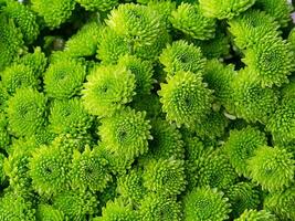 Close up Chrysanthemum flower. photo