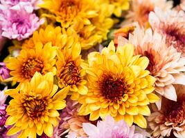 Close up Chrysanthemum flower. photo