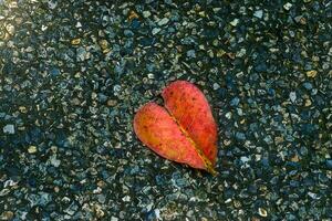 Heart-shaped leaves on stone floor photo