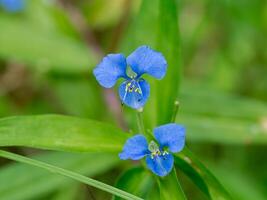 Blue flower of Climbing dayflower photo