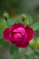 Pink rose petals for rose tea photo