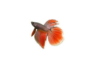 Siamese fighting fish photo