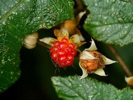 Rubus alceifolius fruit photo