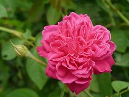 Dark pink of Damask Rose flower. photo