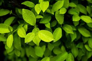 Lofty Fig leaves. photo