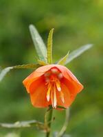 Orange Pentapetes phoenicea flower. photo