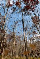 otoño en el bosque foto