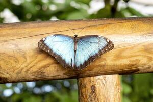 butterfly with open blue wings perched on a wood photo
