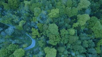 Aerial footage of the forest in England video