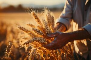 ai generado de cerca de un agricultores manos inspeccionando trigo gavillas durante un cálido, dorado puesta de sol. foto