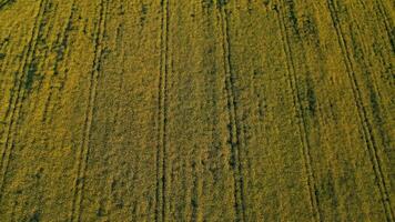 aéreo Visão do uma exuberante verde agrícola campo com distinto linhas do plantações. video