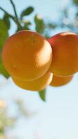 Orange Colors Of Mediterranean Fruits video