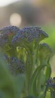 stänga upp av en lila broccoli växt video