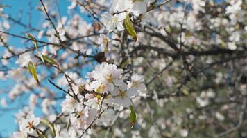 almendra árbol ramas durante el viniendo de primavera video