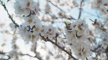 Almond Tree Kissed By Sunlight video