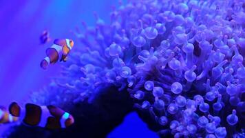 School of Nemo fish in a marine aquarium arranged with water plants and rocks. video