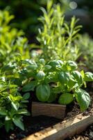 ai generado un hierba jardín, aromático y diverso, floreciente con albahaca, menta, Romero, y tomillo foto