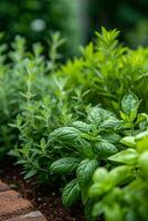 AI generated A herb garden, aromatic and diverse, flourishing with basil, mint, rosemary, and thyme photo