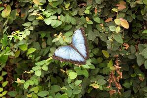 Butterfly with blue wings open on a background of green leaves in the forest photo