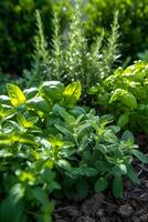 AI generated A herb garden, aromatic and diverse, flourishing with basil, mint, rosemary, and thyme photo