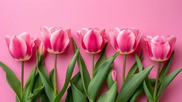 AI generated beautiful tulip flowers isolated on pink background with copy space photo