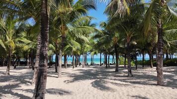 tropisch Strand Paradies mit schwankend Palme Bäume, klar Türkis Meer, und sandig Ufer, perfekt zum Sommer- Ferien oder Reise thematisch Projekte video