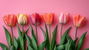 AI generated beautiful tulip flowers isolated on pink background with copy space photo