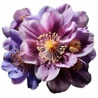 Close-Up of Purple Flower on White Background photo
