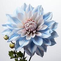 Close-Up of a Blue and White Flower photo