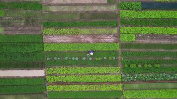Aerial Sustainable Farming, Da Nang Vietnam video