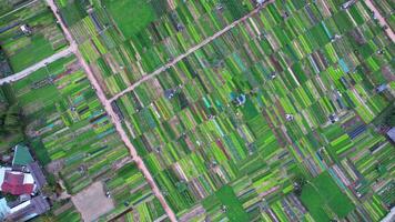 Sustainable Farmland Quilt, Aerial Countryside Vista video