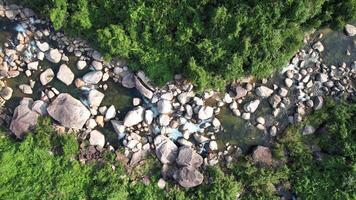 aéreo sereno rio fluxo exuberante vegetação video