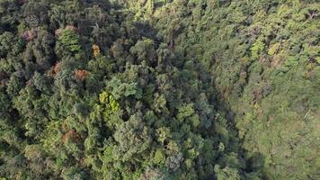 Aerial Lush Forest Canopy Vista video