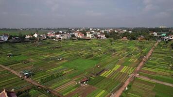 Vietnam terreni agricoli aereo, sostenibile agricoltura 2024 video