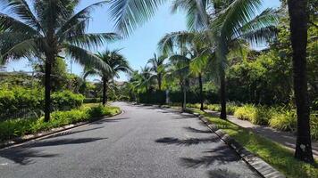 zonnig tropisch straat met weelderig palm bomen en groen, ideaal voor vakantie of reizen themed projecten video