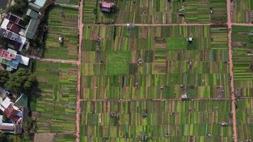 Da Nang Aerial Farm Patterns 2024 video