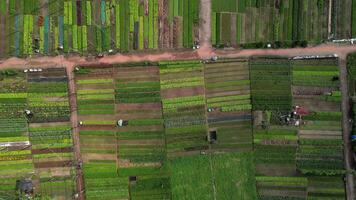 Aerial Patchwork Farmland   Da Nang, Vietnam video